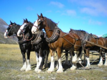 Clydesdales on horse trek