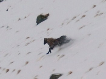 Tahr on the mountain
