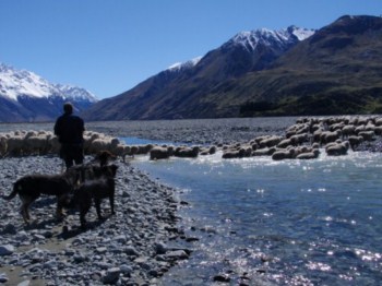 New Zealand farming